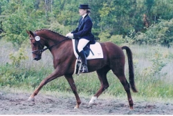 Danae as a 3year old under saddle